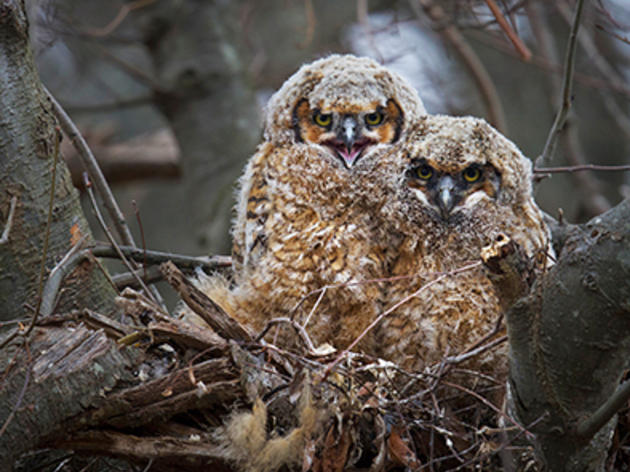 New Owls on the Block