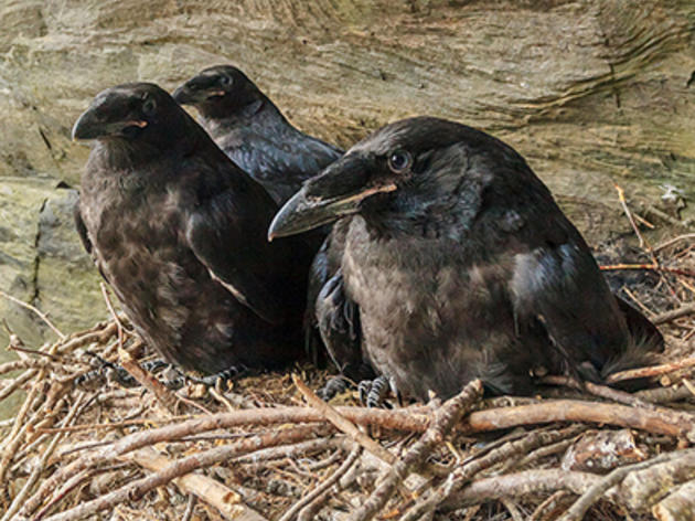 Birds Take Center Stage in Nature’s "Animal Homes"