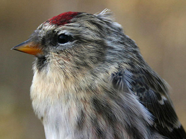 One Redpoll to Rule Them All