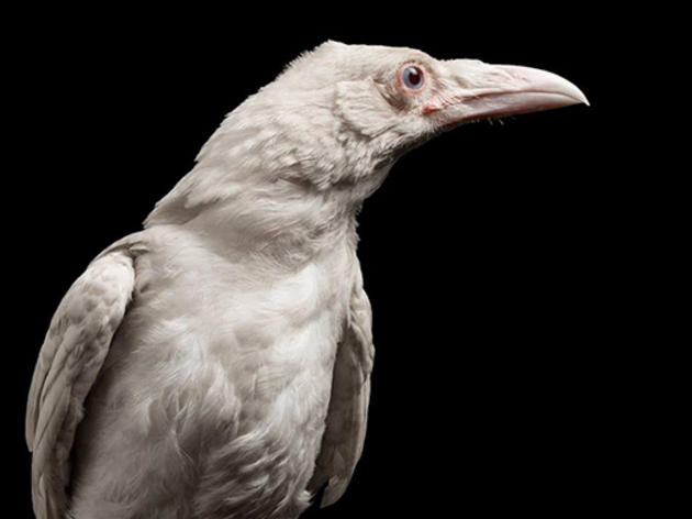 Rare Albino Raven Murdered