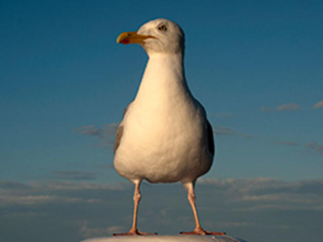 Is the U.K. Looking to Cull Gulls?
