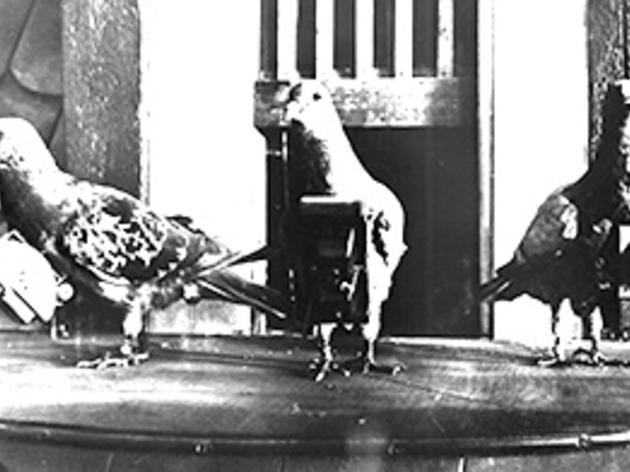 Eyes in the Sky: A Short History of Bird Spies