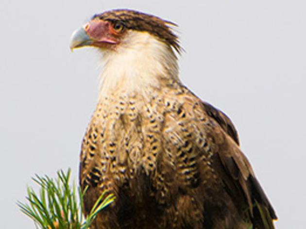 Crested Caracara Spotted in Alberta for the First Time