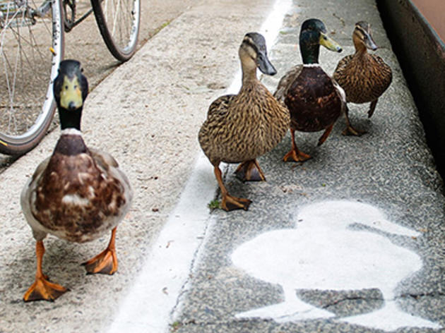 Britain Builds Fast Lanes for Ducks 