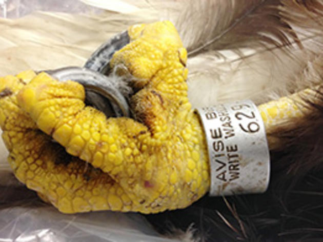 An Elegy for America's Oldest Bald Eagle