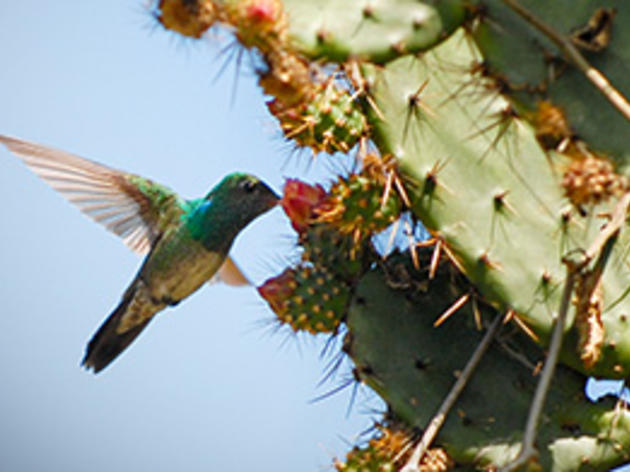 Hope for the Honduran Emerald Hummingbird