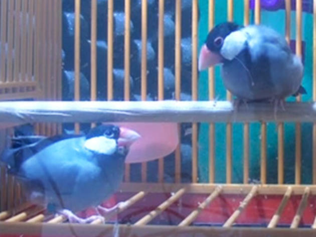 Java Sparrows Know How to Jam