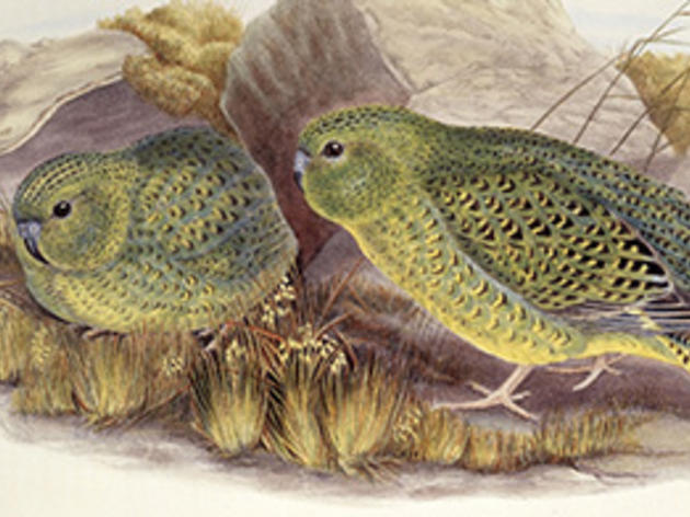 See Rare Footage of a Night Parrot in the Australian Bush