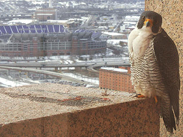 A Highrise for Peregrines