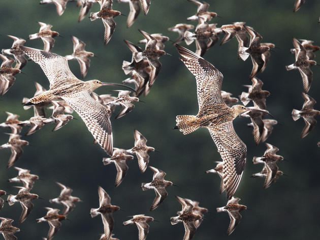 How to Protect the Birds That Fly the Farthest