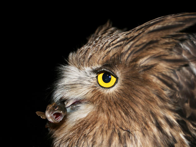 How Loggers Can Help Save the Endangered Fish Owl