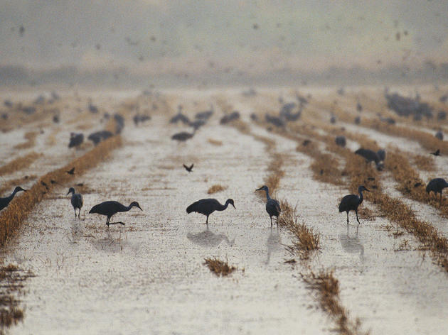 3 Ways Teamwork Helps Birds Survive California's Drought