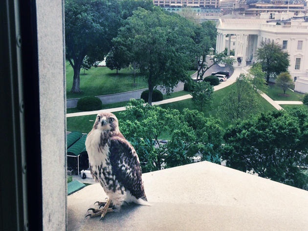 A Very Presidential Red-tailed Hawk 