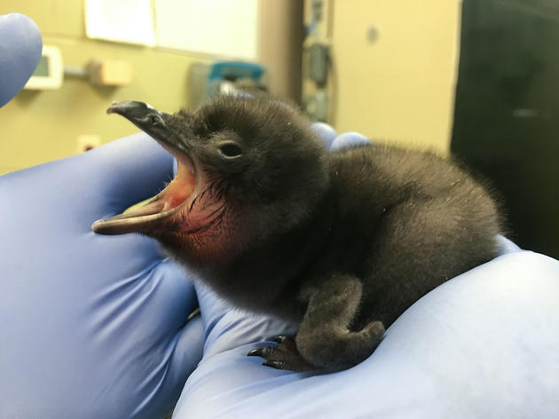 Meet the Littlest Tribute to the Late, Great David Bowie: A Baby Penguin