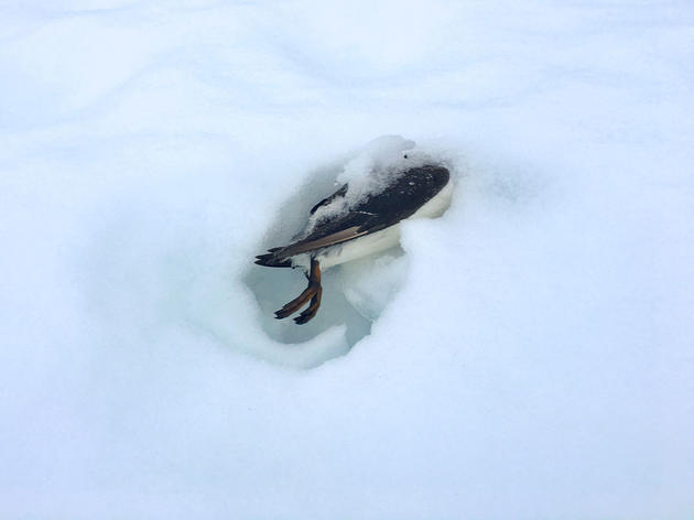 Why Thousands of Dead Seabirds Are Washing Ashore in Alaska