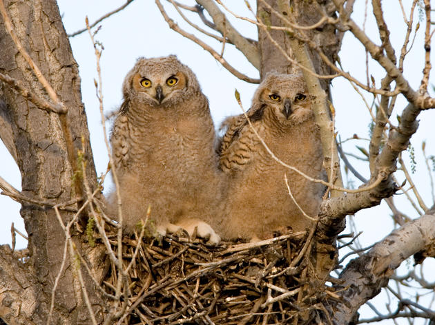 The Sounds of Hungry Owlets