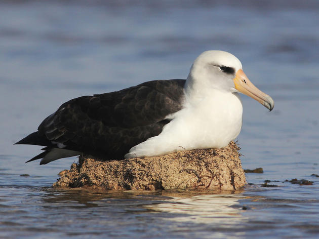 Climate Change May Swallow Albatross’ Nesting Grounds Sooner Than We Thought