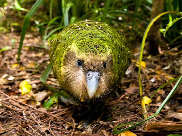 The Critically Endangered Kakapo Parrot Is Having One Fantastic Year 