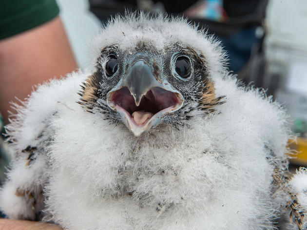 Peregrine Falcon Nesting Season is Complete