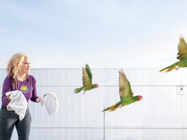 Jailbird Parrots Return to the Wild...As Fugitives