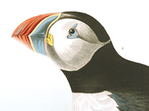 Five Bird Calls That Will Make You Laugh