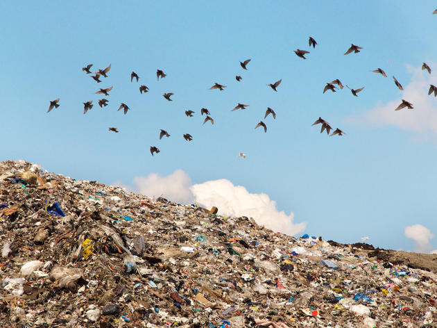The Most Polluted Bird in the World
