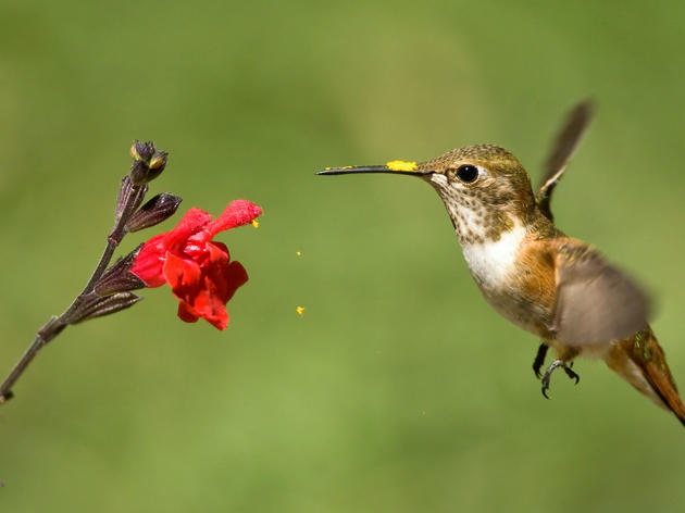 What Do the Birds and the Bees Have to Do With Global Food Supply?
