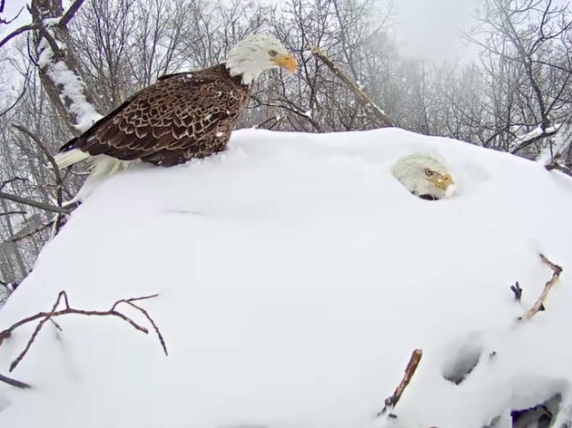 Bald Eagle Parents Get Buried By Snow While Incubating Eggs