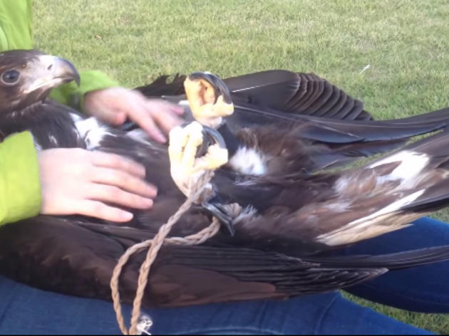 Why Is This Golden Eagle Getting a Massage? 