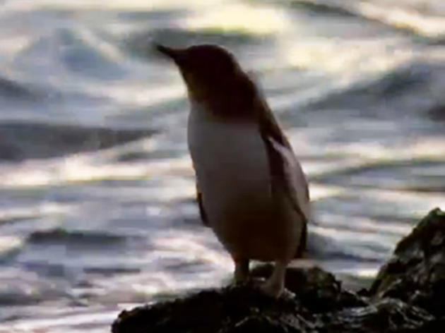 Knights in Shining Fur: The Fight to Save Australia's Littlest Penguins