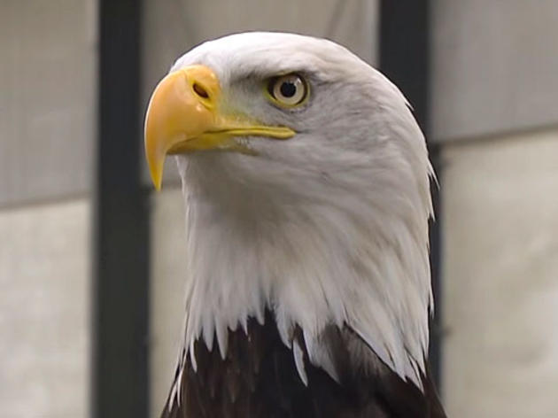 Are Bald Eagles a Good Anti-Drone Strategy?