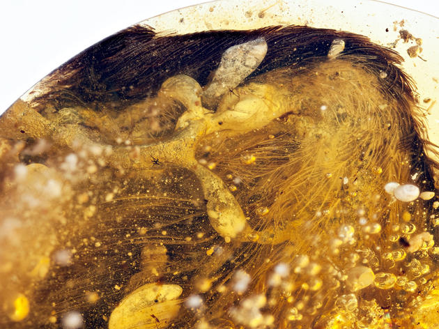 A Stunning Look at the First 3-D Prehistoric Bird Wings Ever Found by Scientists