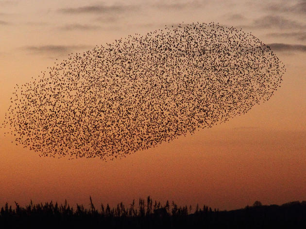 Audubon’s Zachary Slavin Explains Why Starling Flocks Captivate