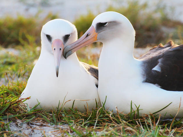 Oldest Tagged Albatross Wisdom to Be a Mom Again