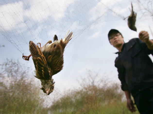An Appetite for Extinction