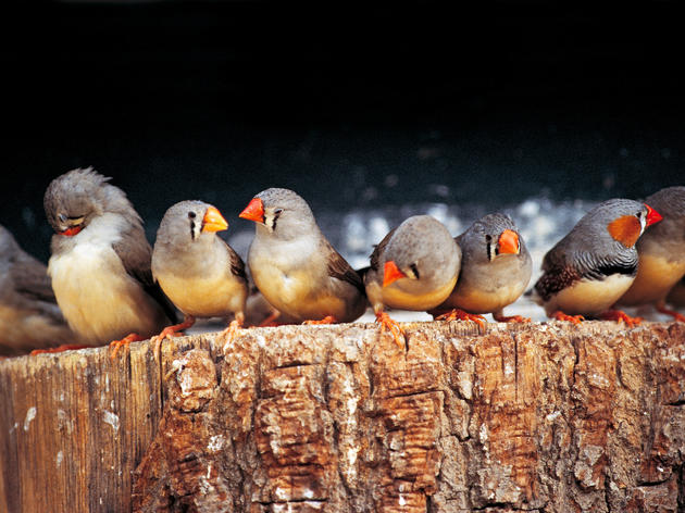 Young Zebra Finches Sow the Seeds of Rebellion