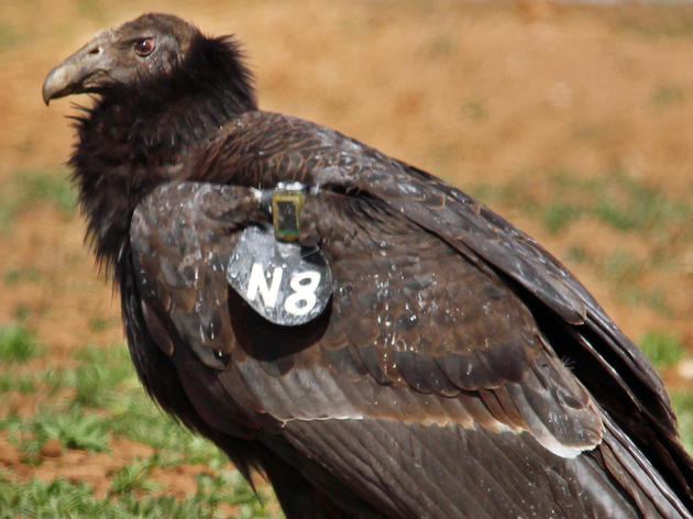 Condor Found, Colorado Bound