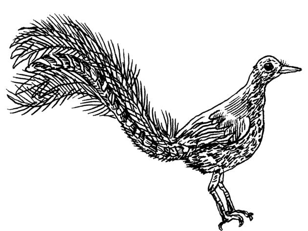 The Lyrebird