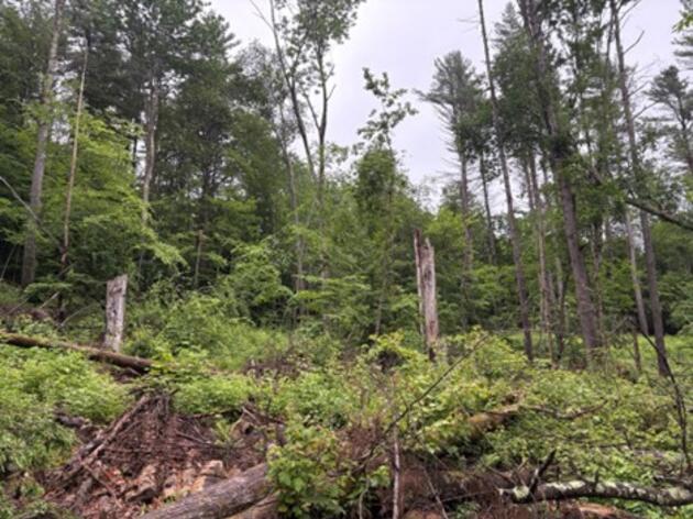 Forestry in Action: How Forest Management is Helping Birds at the Catamount Family Outdoor Center in Williston