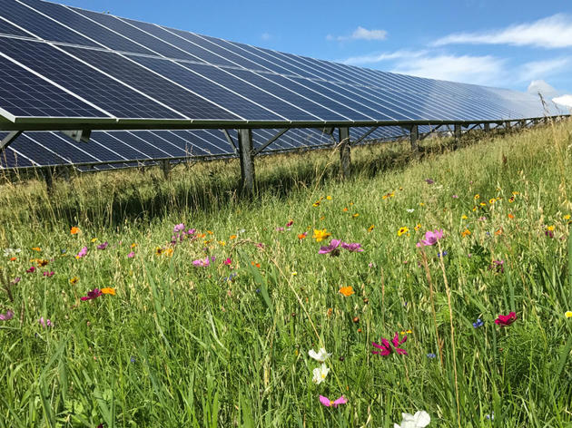 Pollinator-Friendly Solar with Bird-Friendly Buffers