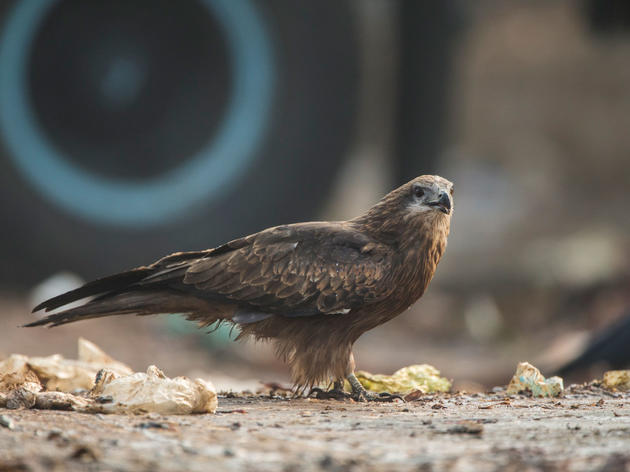 In India, Two Brothers Are Saving Black Kites from a Surprising Foe: Paper Kites 