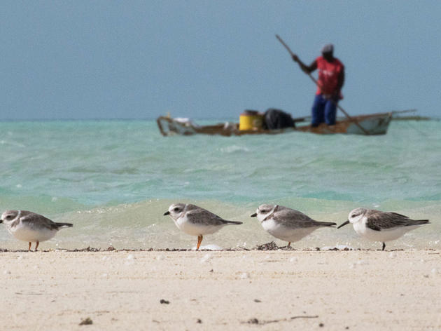 How Your Most Recent Birding Trip Could Save Rare Species
