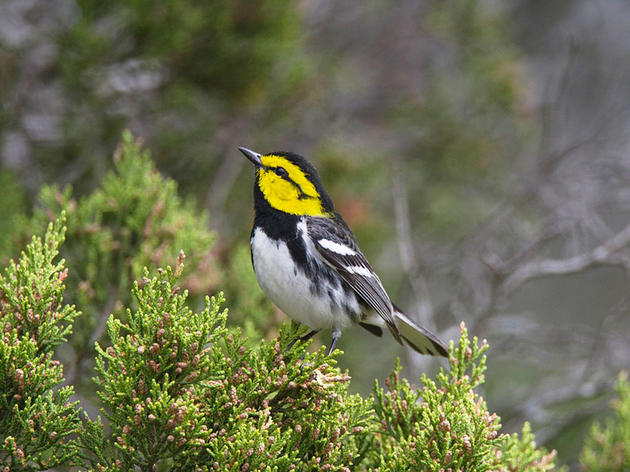 One Small Bird Faces Off With the Lone Star State to Keep Its Protection