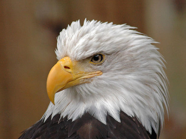Bald Eagle and Canada Goose Throw Down in Epic Battle