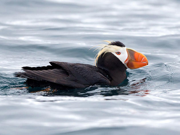 Hundreds of Tufted Puffin Deaths Suggest Dangers of Warming Seas