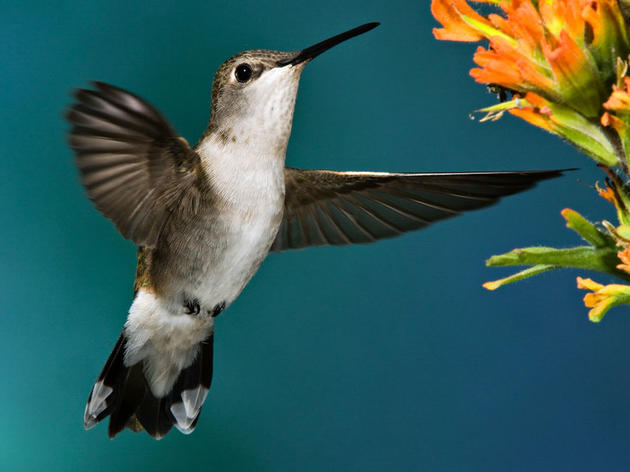 Why Native Plants Are Better for Birds and People