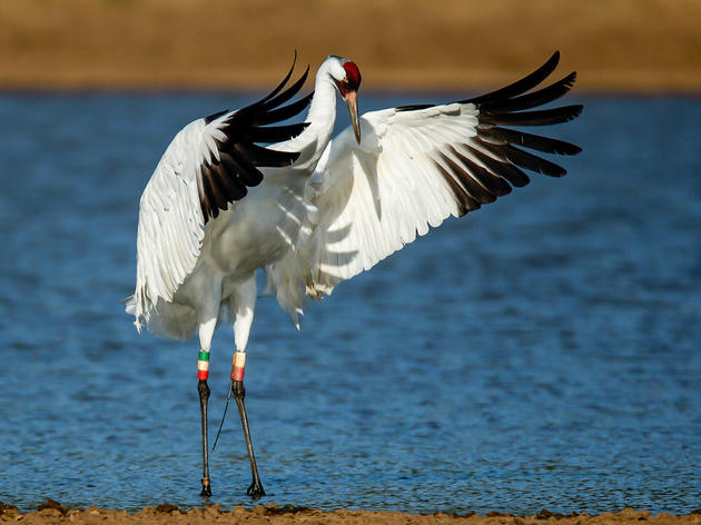 Should the Whooping Crane Shooter's Fine Have Been Higher?