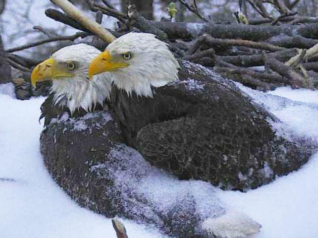 Look at These Sweet Bald Eagles Protecting Their Eggs From the Snow