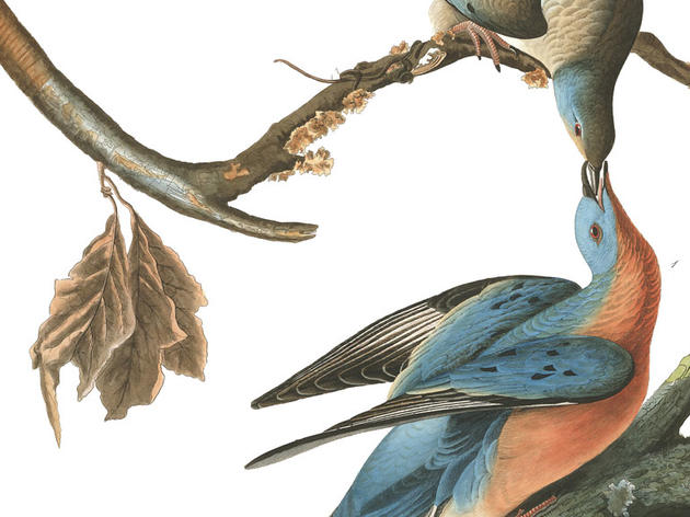 What Would Happen If We Brought Birds Back From The Dead? 
