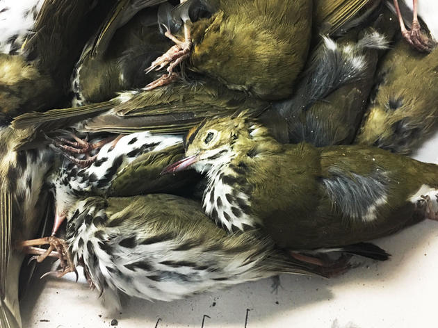 Nearly 400 Migratory Birds Were Killed by One Texas Building in a Single Night